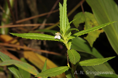 Impatiens kotebettii